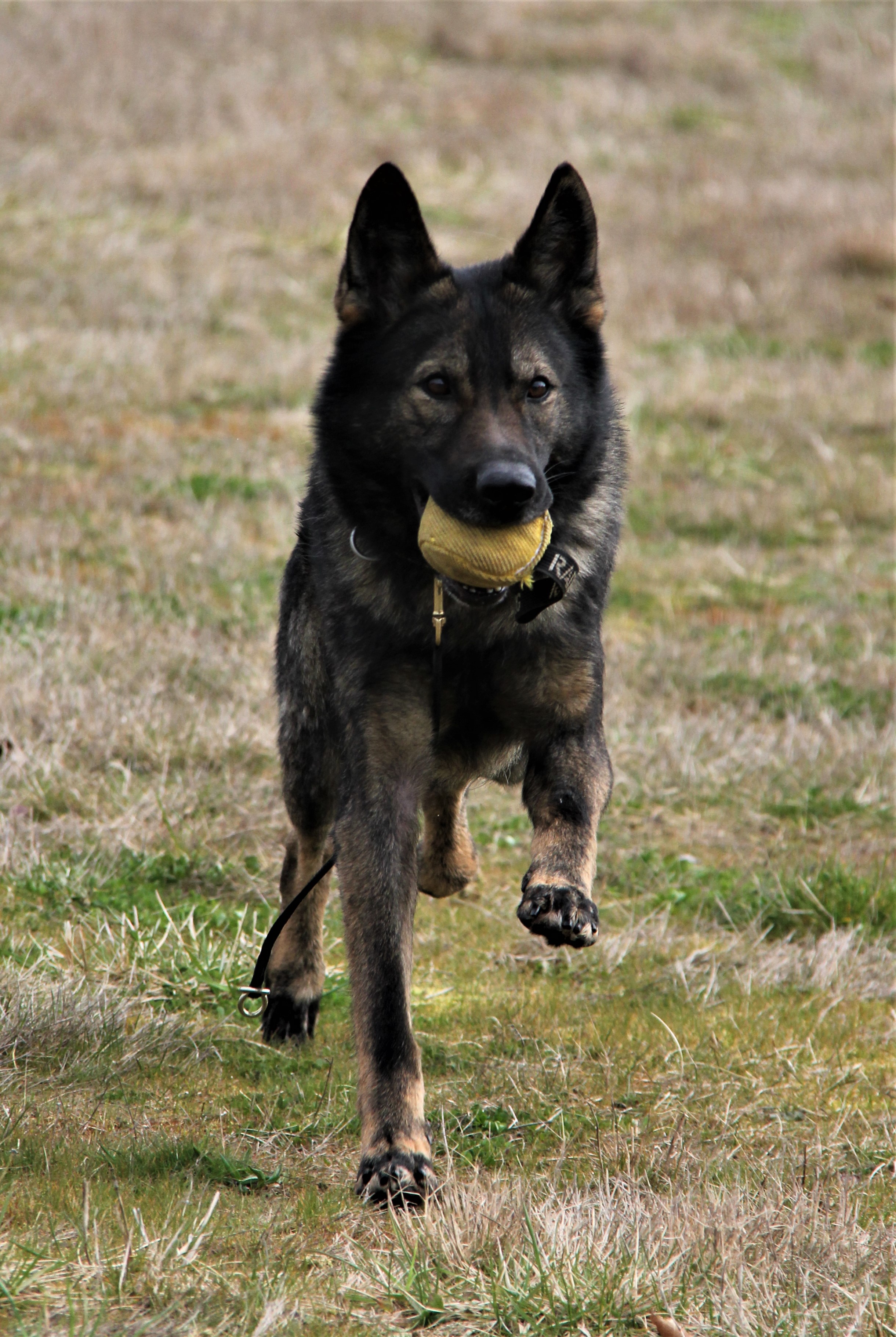 Why Train Schutzhund?